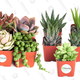 Shop Succulents Good Juju Collection, Pack of 4 | $12 | Amazon
Shop Succulents Aloe Plants, Pack of 5 | $12 | Amazon